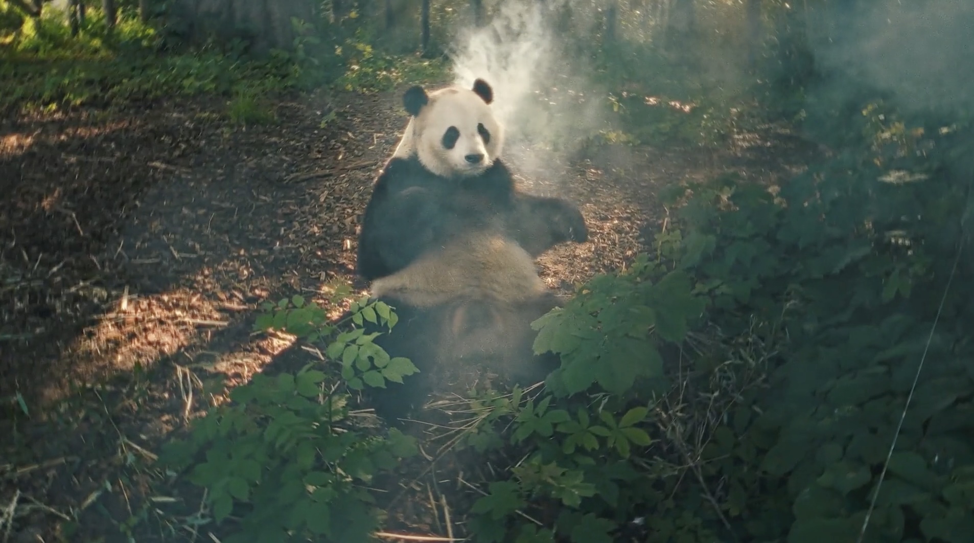 Pairi Daiza ziet egghunter toch zo graag