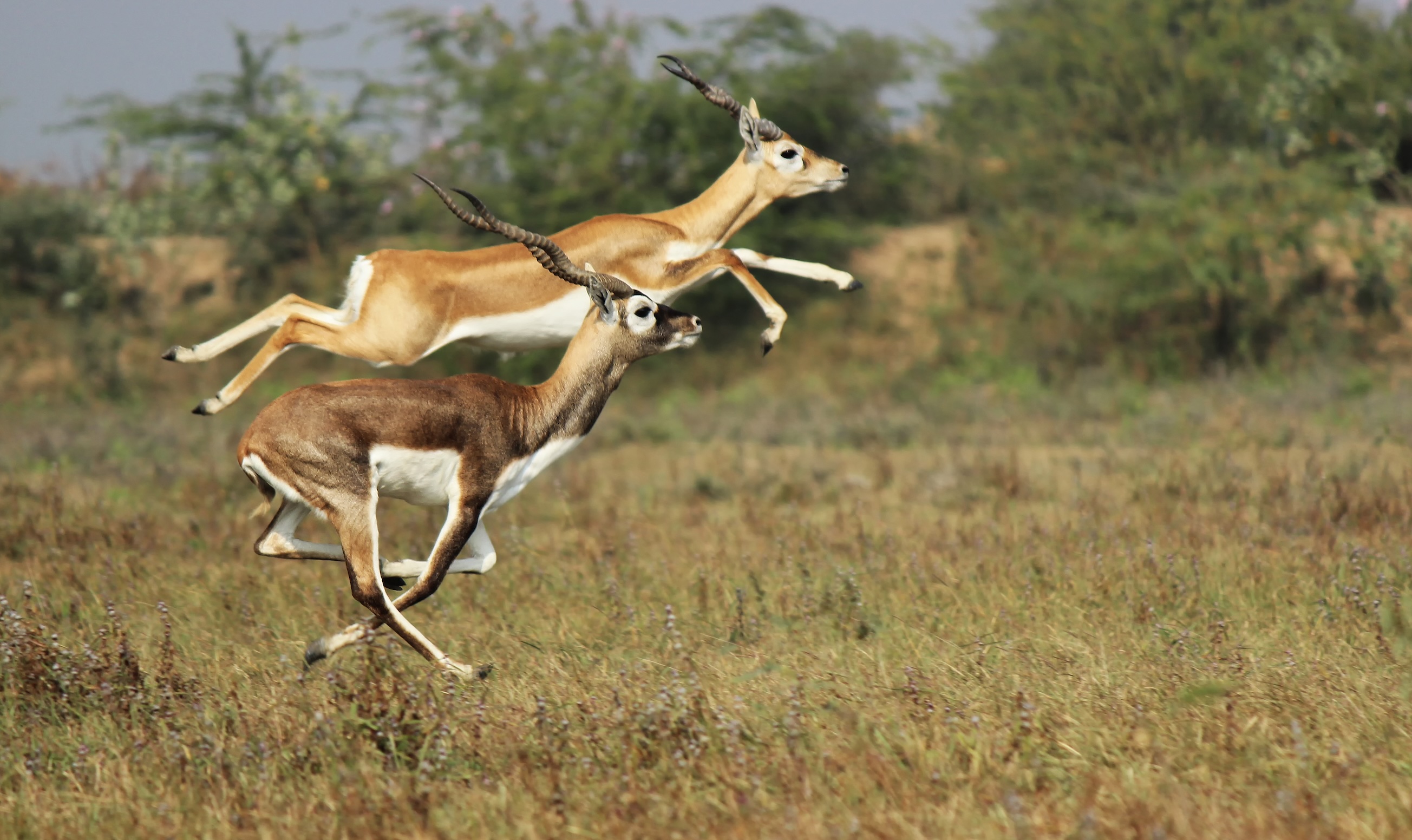 Springbok betreedt Zuid-Afrikaanse markt met JoeLabs