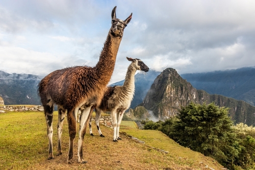 Meta pakt uit met Llama 4